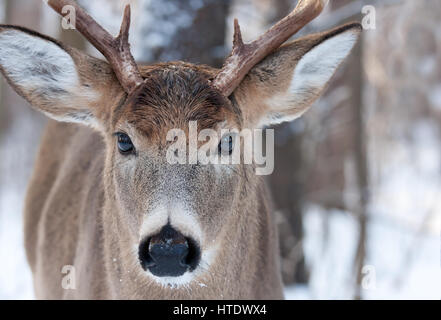 Weiß - angebundene Rotwild Buck im Winterschnee Stockfoto