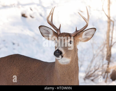 Weißwedelhirsche Buck im Winter Schnee in Kanada Stockfoto