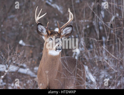 Weißwedelhirsche Buck im Winter Schnee in Kanada Stockfoto