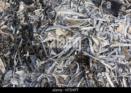 Makro der Asche des verbrannten Laub auf dem Boden. Stockfoto