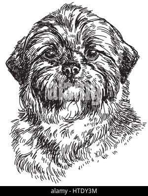 Graphische Portrait Hund Shih Tzu Handzeichnung Abbildung. Vektor isoliert auf einem weißen Hintergrund. Stock Vektor