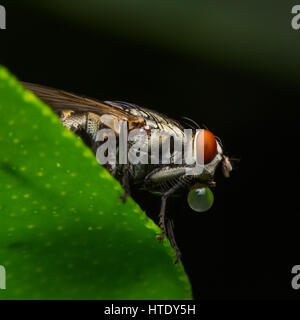 Fliegen verursachen Krankheiten Stockfoto