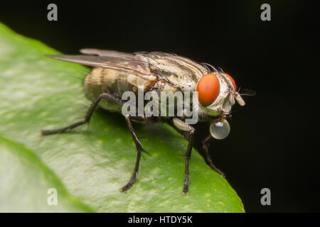 Fliegen verursachen Krankheiten Stockfoto