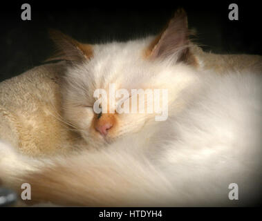 Nahaufnahme von einem schlafenden Siamkatze In seinem Korb Stockfoto