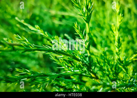 Grüner Wacholder Zweig auf natürlichen Hintergrund. Natur Stockfoto