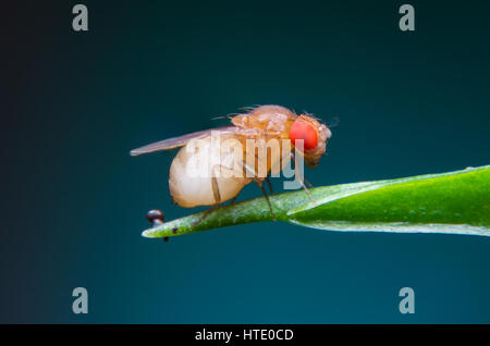 Einzigen Fruchtfliege (Drosophila Melanogaster) auf blauem Hintergrund Stockfoto