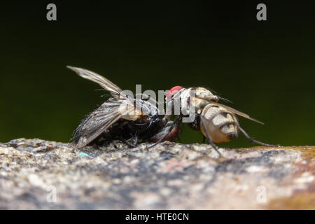 Fliegen verursachen Krankheiten Stockfoto