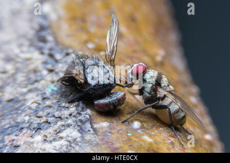 Fliegen verursachen Krankheiten Stockfoto