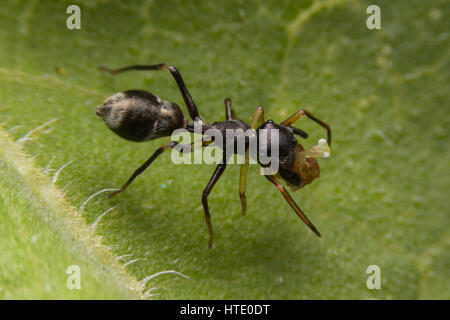 Ameise nachahmen Spinne auf welkes Blatt Stockfoto