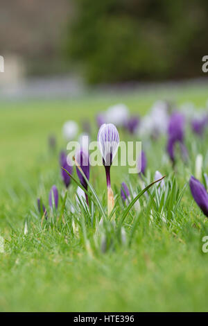 Krokusblüten auf einem Rasen Anfang März erscheinen. UK Stockfoto