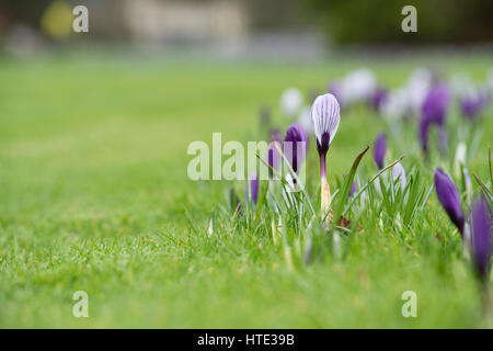 Krokusblüten auf einem Rasen Anfang März erscheinen. UK Stockfoto