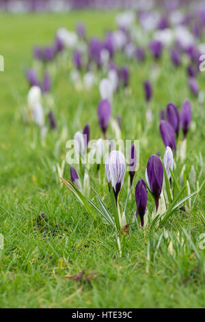 Krokusblüten auf einem Rasen Anfang März erscheinen. UK Stockfoto