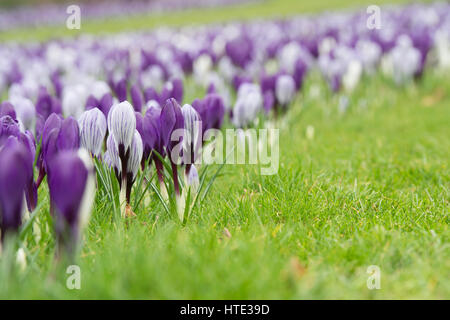 Krokusblüten auf einem Rasen Anfang März erscheinen. UK Stockfoto