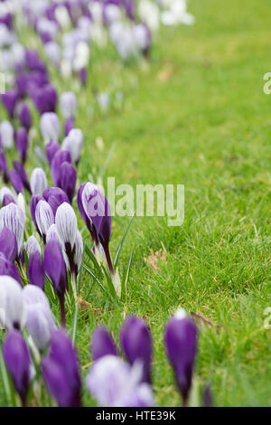 Krokusblüten auf einem Rasen Anfang März erscheinen. UK Stockfoto