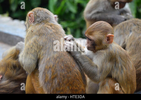 Makaken am Affentempel Swayambhunath. Kathmandu, Nepal Stockfoto