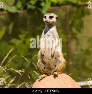 Tiere im Zoo von Moskau, eine Sitzung Erdmännchen. Stockfoto