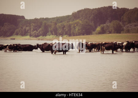 Bild von einer Herde Kühe Abkühlung an einem heißen Sommertag im Fluss Stockfoto