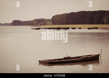 Bild von einer Herde Kühe Abkühlung an einem heißen Sommertag im Fluss Stockfoto