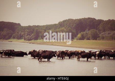 Bild von einer Herde Kühe Abkühlung an einem heißen Sommertag im Fluss Stockfoto