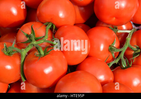 Auf die Strauchtomaten. Stockfoto