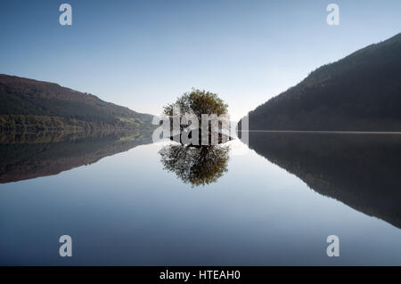 Einsamer Baum auf der Insel spiegeln sich in einer noch Lake Vyrnwy, Wales, Vereinigtes Königreich Stockfoto