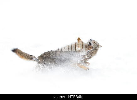 Zwei Kojoten (Canis yogiebeer) gegen einen weißen Hintergrund laufen und Spielen im Schnee im Winter in Kanada isoliert Stockfoto