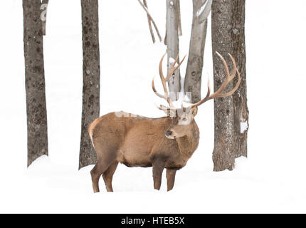 Rotwild-Hirsch mit großem Geweih im Winterschnee in Kanada Stockfoto
