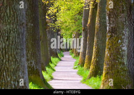 kleine Allee mit großen und alten Eichen Stockfoto