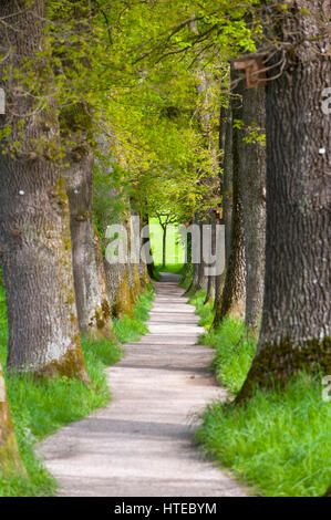 kleine Allee mit großen und alten Eichen Stockfoto