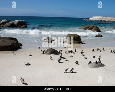 Afrikanisch oder Jackass Pinguine am Boulders Beach, Simons Town, False Bay, Cape Town, Südafrika Stockfoto