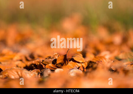 Nahaufnahme der Blätter der Europäischen Buche auf dem Waldboden im Herbst. Stockfoto