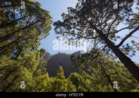 Ansicht von unten von einem Kiefer-Wald - Pinus Canariensis - im Nationalpark Caldera de Taburiente auf der Kanarischen Insel La Palma in Spanien, Europa. Stockfoto