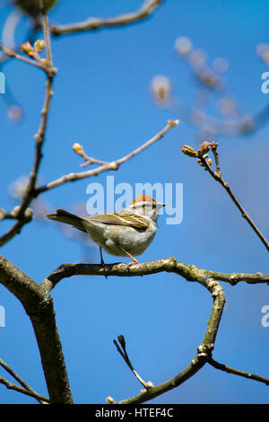 Chipping Sparrow Vogel-Portrait auf Barsch im Baum im Frühling. Stockfoto