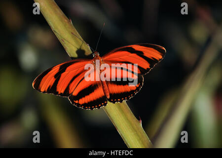 Orange Tiger (Dryadula Phaetusa) Schmetterling Eingeborener aus Brasilien nach Zentral-Mexiko Stockfoto