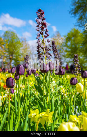 Blumenwiese Bunte Tulpen im Frühling. Schöne Tulpen. Bunte Tulpen im Keukenhof Garten, Niederlande. Frische blühende Tulpen in der sprin Stockfoto