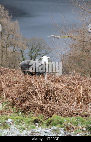 Ein Schaf auf Fjälls im englischen Lake District sieht direkt in die Kamera mit Thirlmere See im Hintergrund. Stockfoto