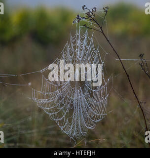 Spinnennetz mit Wassertropfen vom Morgennebel bedeckt Stockfoto