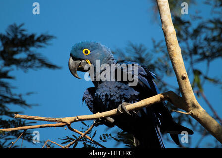 Hockende einzelne Hyazinth-Ara (Anodorhynchus Hyacinthinus) fotografiert am blauen Himmel, im Pantanal, Mato Grosso, Brasilien Stockfoto