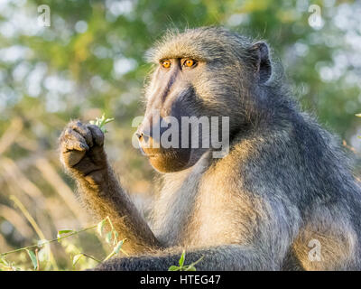 Yellow baboon (Papio cynocephalus), Kruger National Park, Mpumalanga, Südafrika Stockfoto