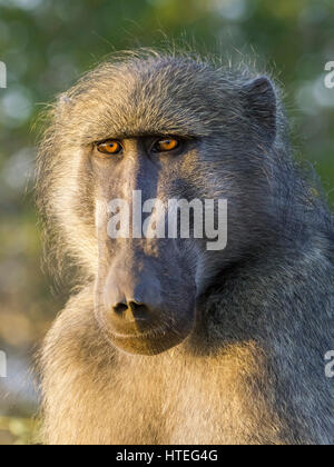 Yellow baboon (Papio cynocephalus), Porträt, Kruger National Park, Mpumalanga, Südafrika Stockfoto