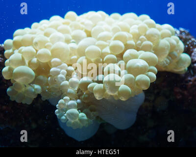 Nahaufnahme der Blase Koralle (Plerogyra Sinuosa) Stockfoto