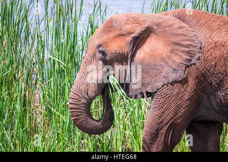 Afrikanischer Elefant (Loxodonta africana), essen Gras, Lake Jipe, Tsavo West Nationalpark, Kenia Stockfoto