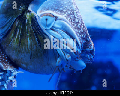 Nautilus, Palau (Nautilus Belauensis) Stockfoto