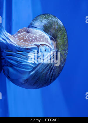 Nautilus, Palau (Nautilus Belauensis) Stockfoto
