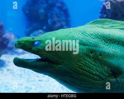 Giant Moray Eel Portrait (Gymnothorax Javanicus) Stockfoto