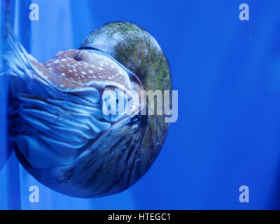 Nautilus, Palau (Nautilus Belauensis) Stockfoto