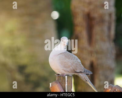 Ring-Necked Taube, Ringneck Taube Streptopelia capicola Stockfoto