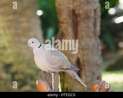 Ring-Necked Taube, Ringneck Taube Streptopelia capicola Stockfoto