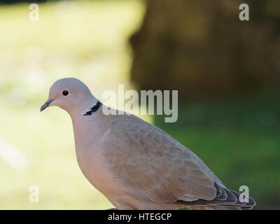 Ring-Necked Taube, Ringneck Taube Streptopelia capicola Stockfoto