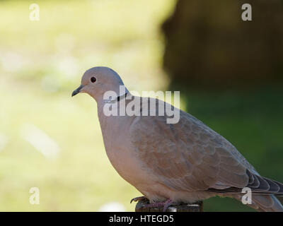 Ring-Necked Taube, Ringneck Taube Streptopelia capicola Stockfoto